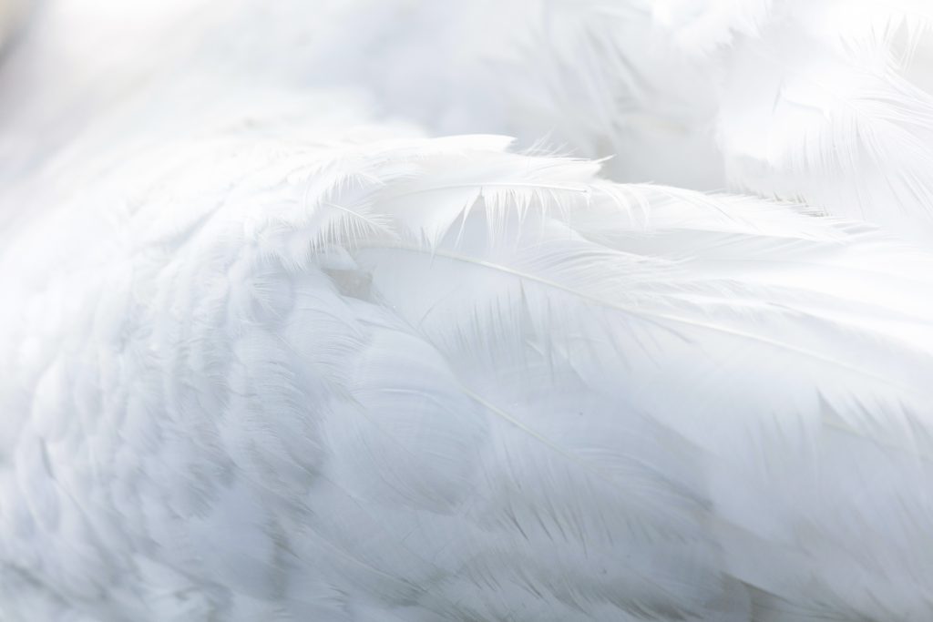 Helles Bild mit weißen Federn. Wie sanft umschlossene Engelsflügel